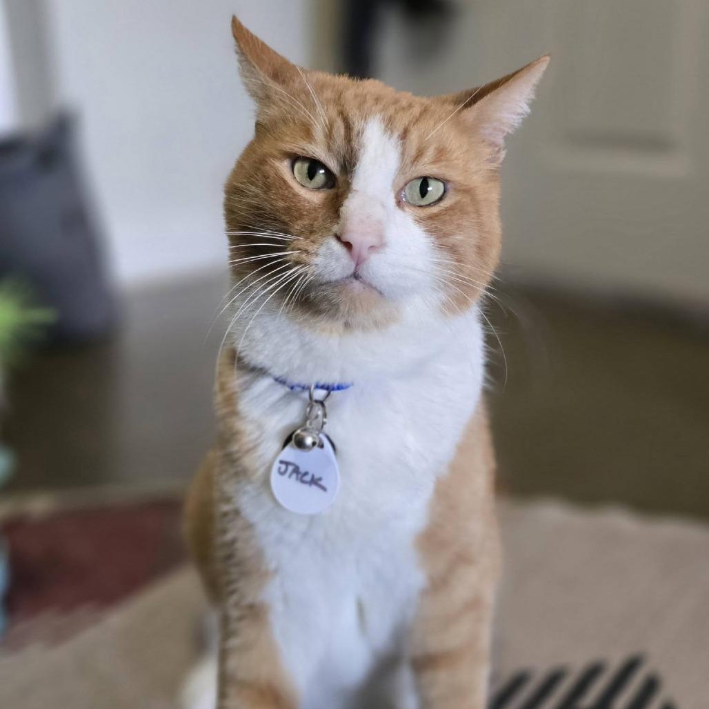 Enlarge Jack, a Adoptable Domestic Short Hair in Ramona, CA image 2/6