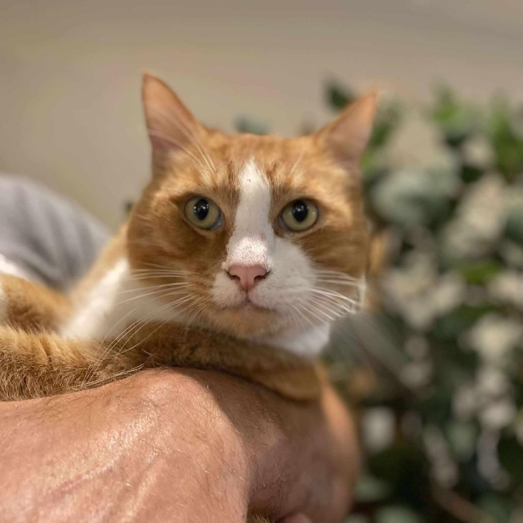 Enlarge Jack, a Adoptable Domestic Short Hair in Ramona, CA image 4/6