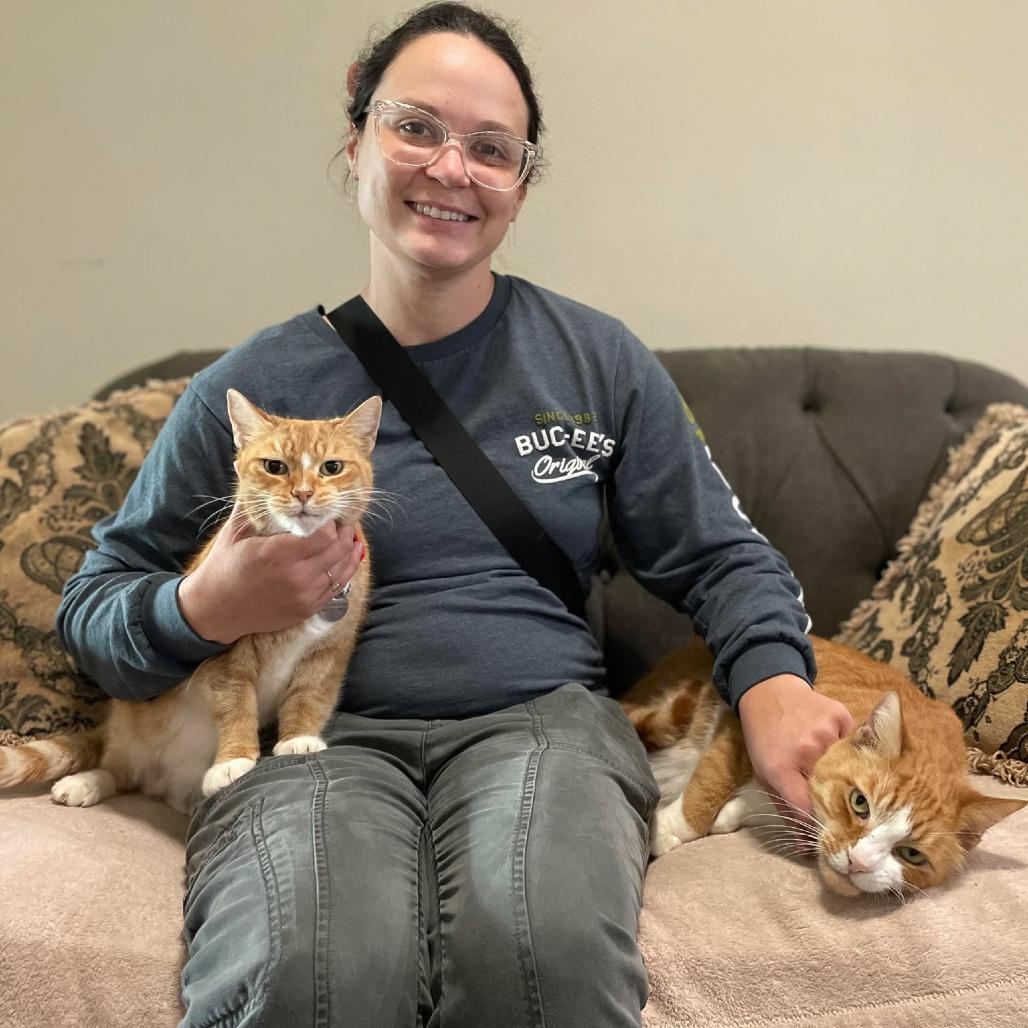 Enlarge Jack, a Adoptable Domestic Short Hair in Ramona, CA image 5/6