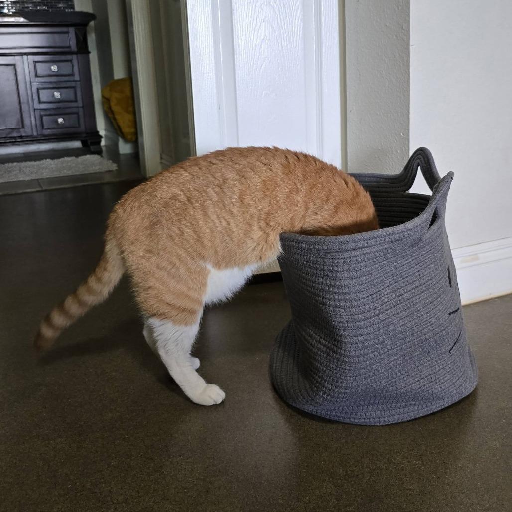 Jack — thumbnail 6