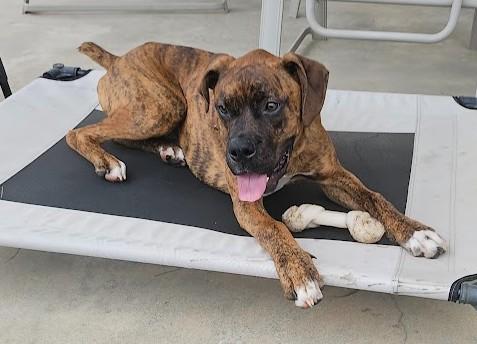 Rona, ADOPTABLE, Young Male Boxer.
