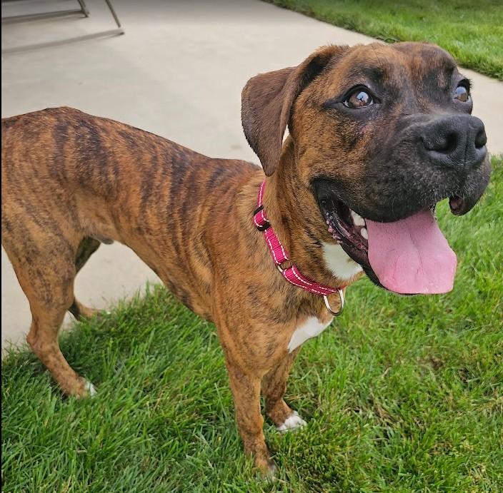 Rona, a ADOPTABLE Boxer in Middlesex, NJ image 2/4