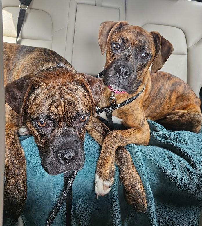 Rona, a ADOPTABLE Boxer in Middlesex, NJ image 3/4