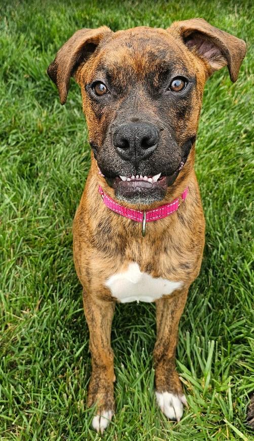 Rona, a ADOPTABLE Boxer in Middlesex, NJ image 4/4
