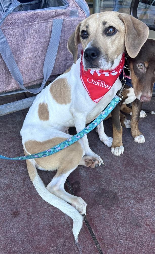 Enlarge Sheba, a Adoptable mixed breed in Willingboro, NJ image 1/6