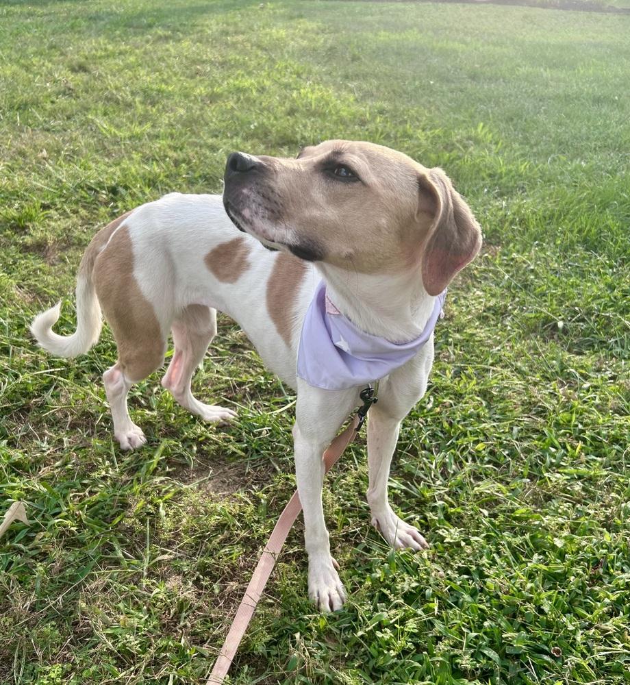 Enlarge Sheba, a Adoptable mixed breed in Willingboro, NJ image 1/6