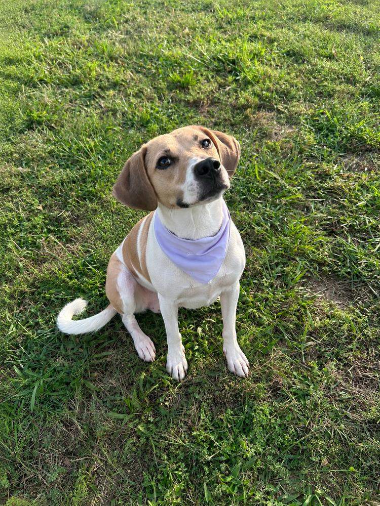 Enlarge Sheba, a Adoptable mixed breed in Willingboro, NJ image 5/6
