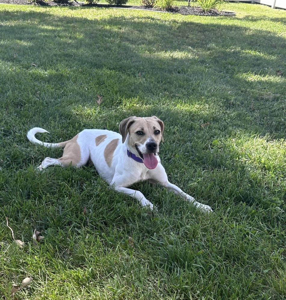 Enlarge Sheba, a Adoptable mixed breed in Willingboro, NJ image 5/6