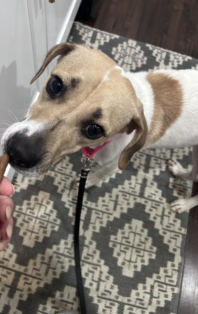 Enlarge Sheba, a Adoptable mixed breed in Willingboro, NJ image 6/6