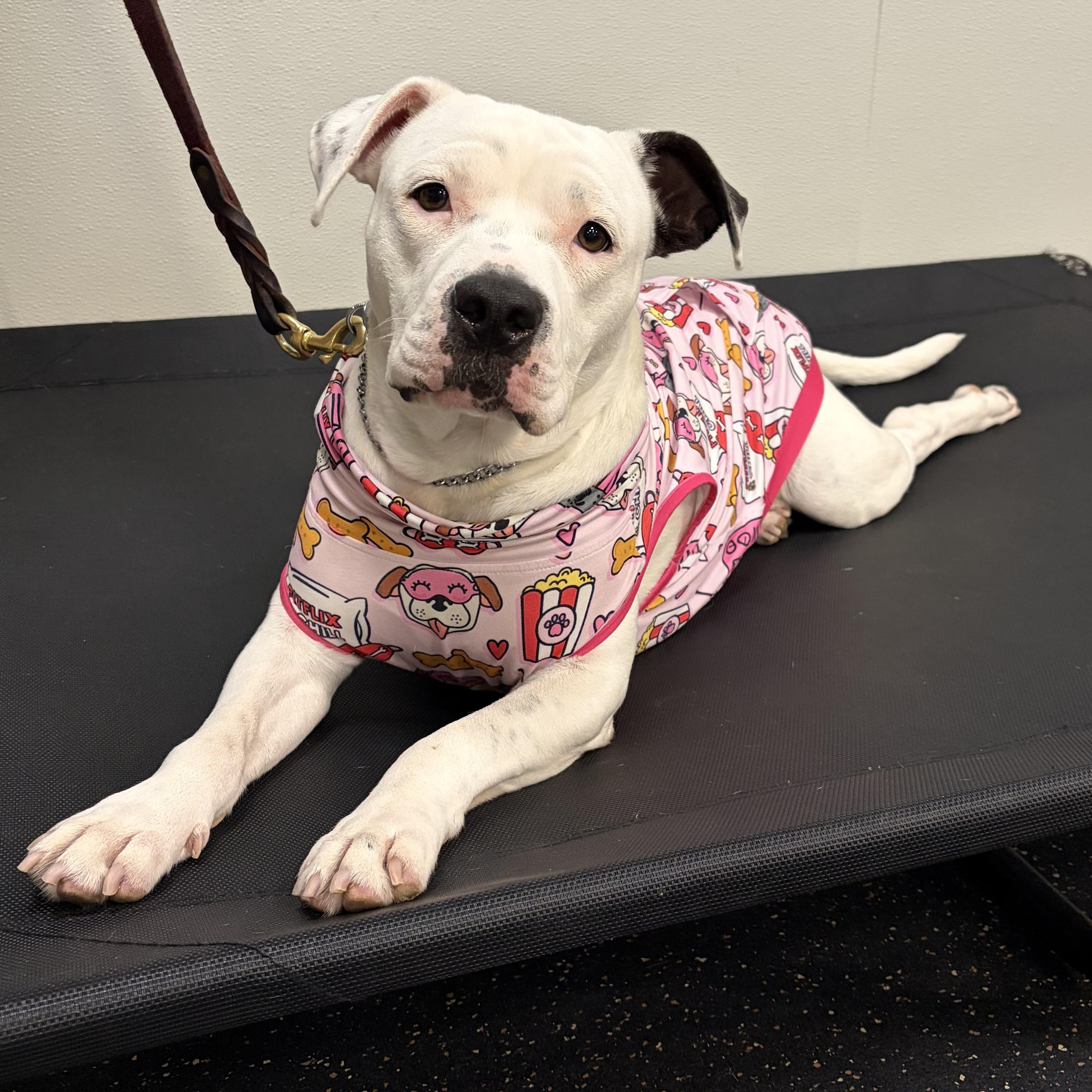 Pinkie, Adoptable, Young Female American Bully & American Bulldog.