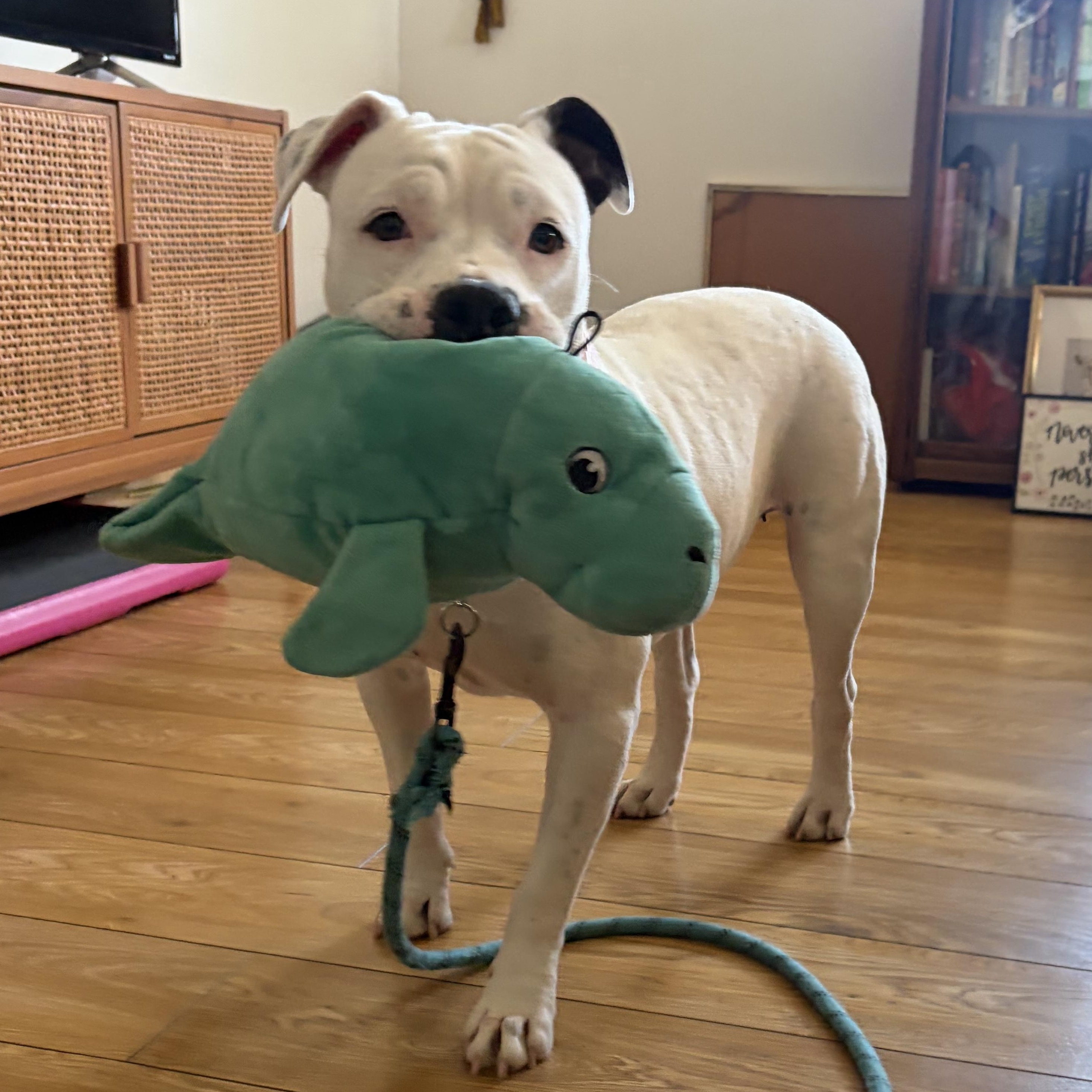 Enlarge Pinkie, a Adoptable mixed breed in Salt Lake City, UT image 2/6