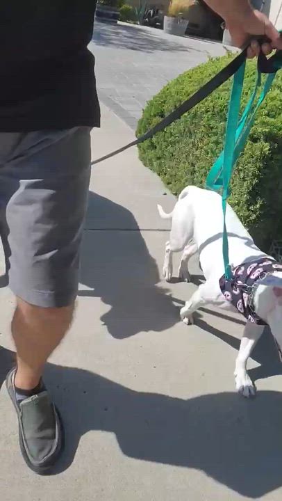 Enlarge Pinkie, a Adoptable mixed breed in Salt Lake City, UT video 6/6