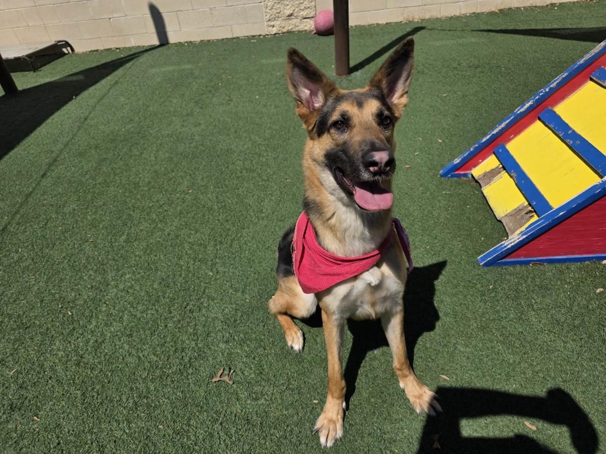 Bear, Adoptable, Adult Male German Shepherd Dog.