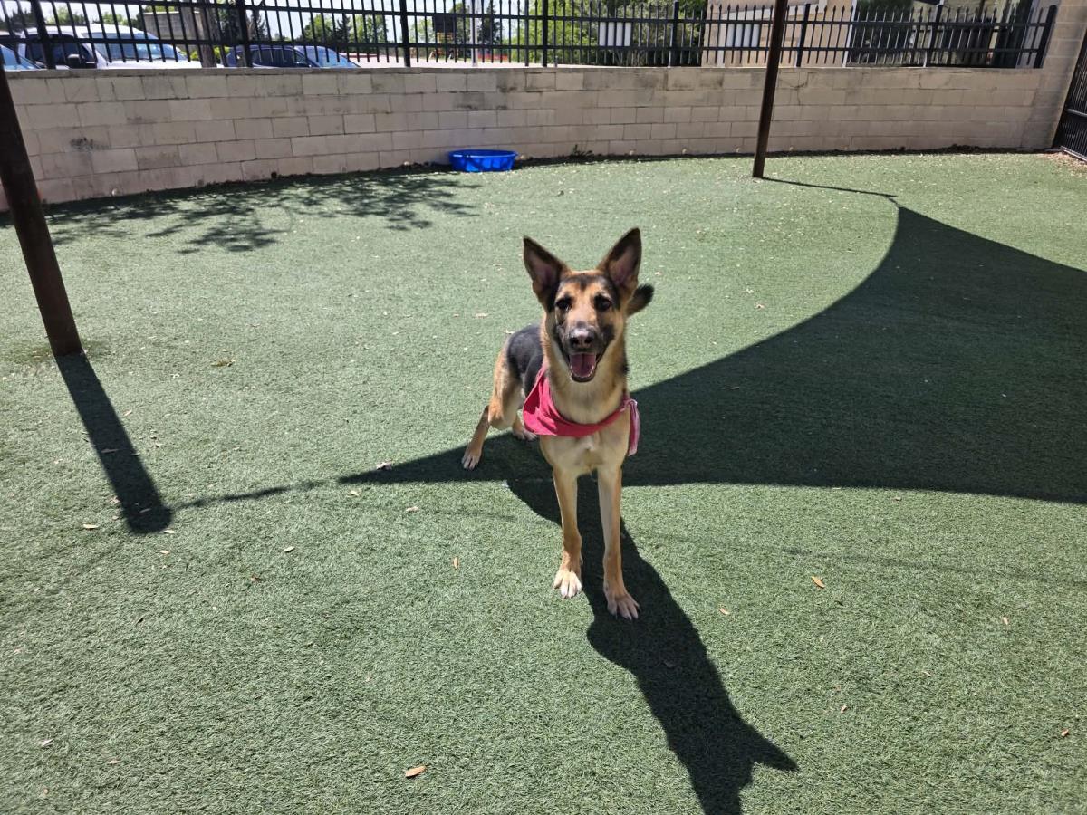 Bear, a Adoptable German Shepherd Dog in Rockwall, TX image 2/3