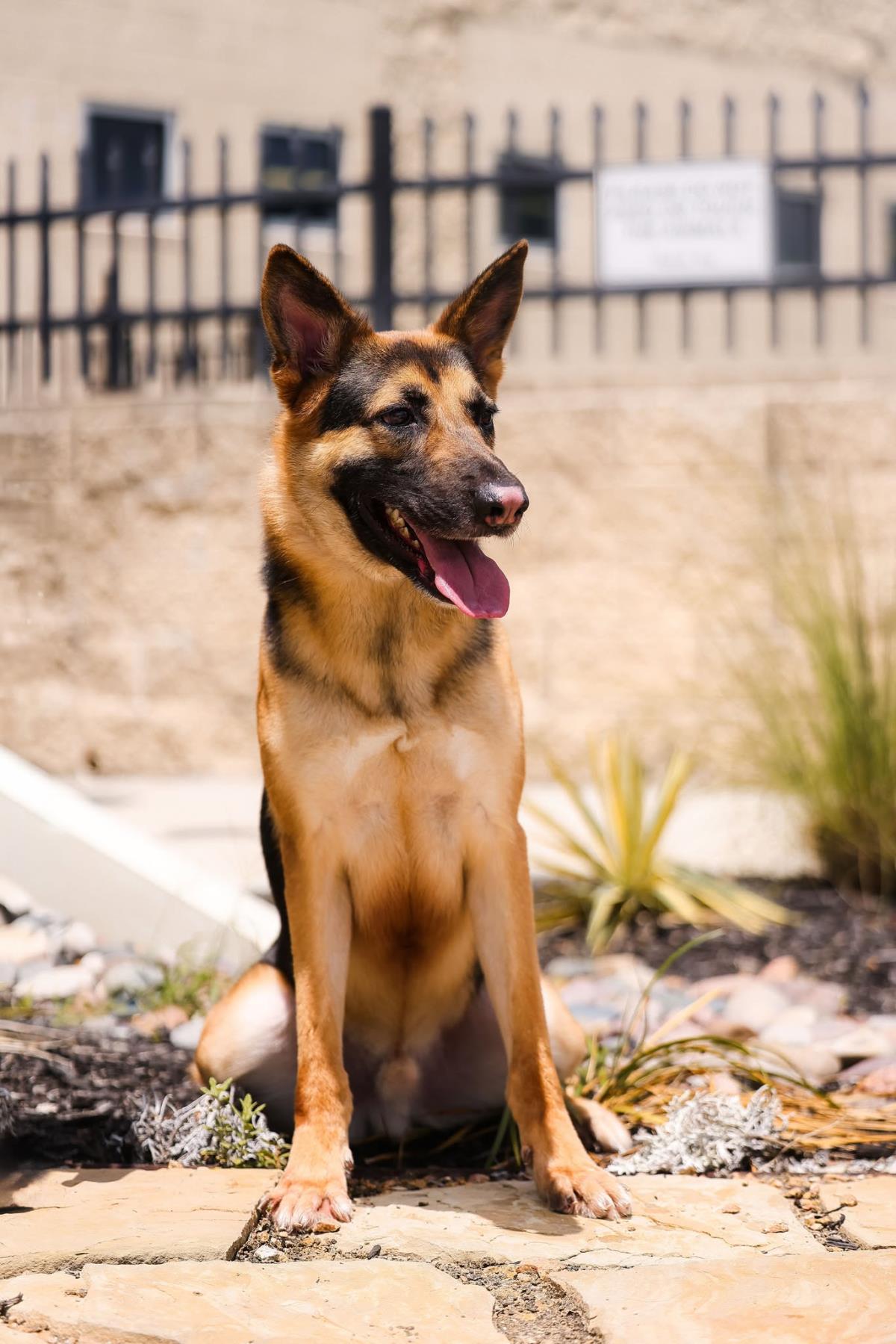 Enlarge Bear-$75 Adoption Fee! Diamond Dog!, a Adoptable German Shepherd Dog in Rockwall, TX image 3/3