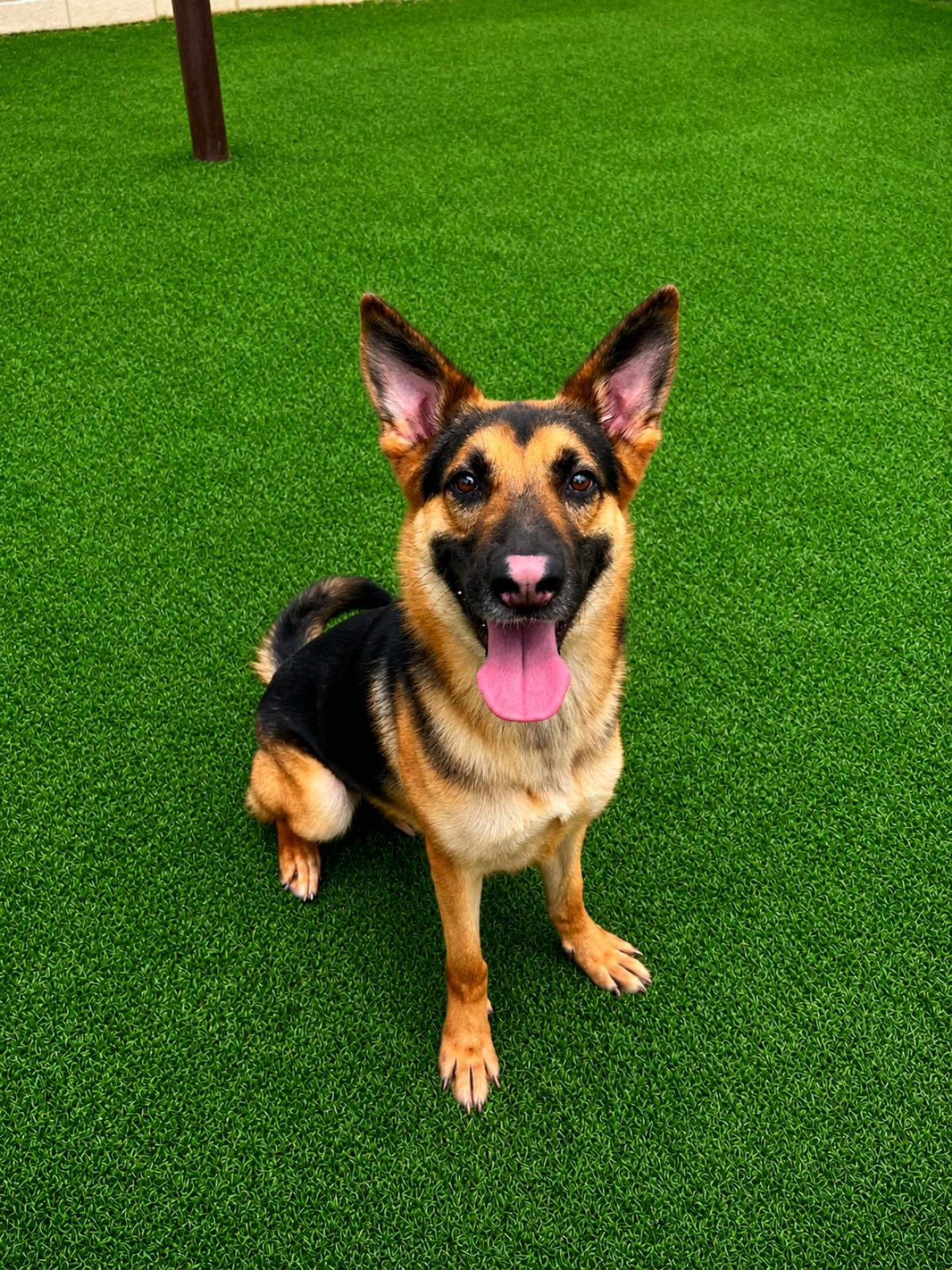 Bear, a Adoptable German Shepherd Dog in Rockwall, TX image 3/3