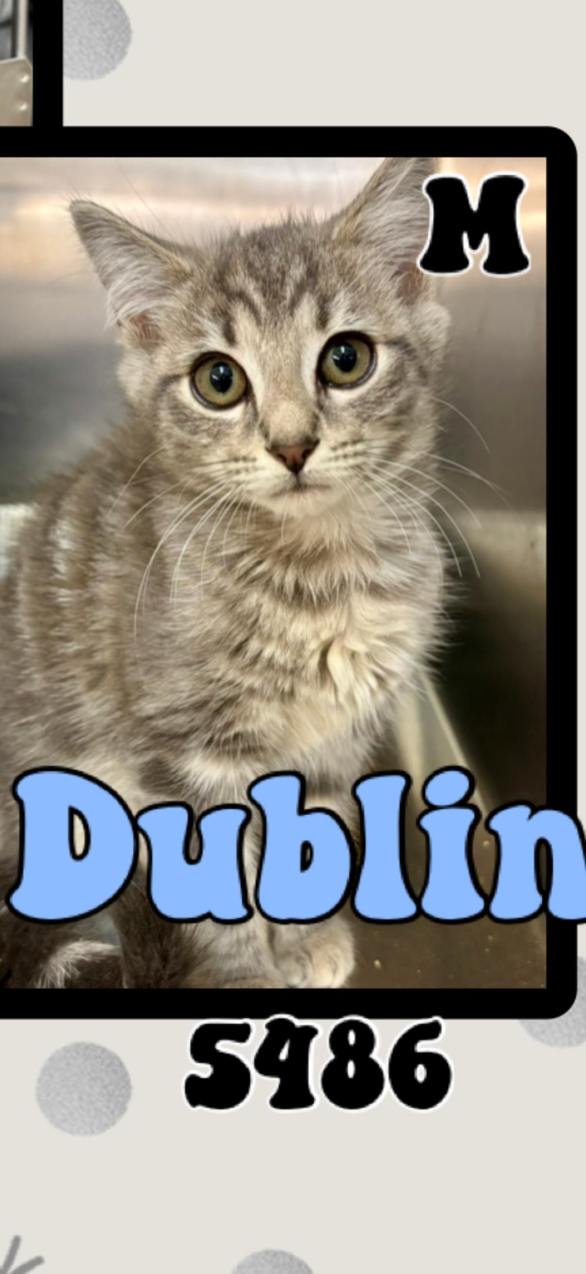 Dublin, ADOPTABLE, Young Male American Shorthair.
