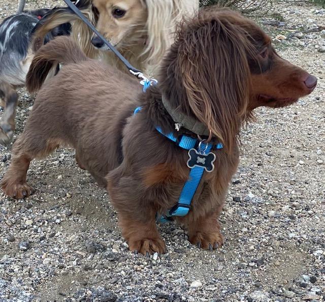 Enlarge Jack  -   So Ca, a Adoptable Dachshund in Los Angeles, CA image 1/3