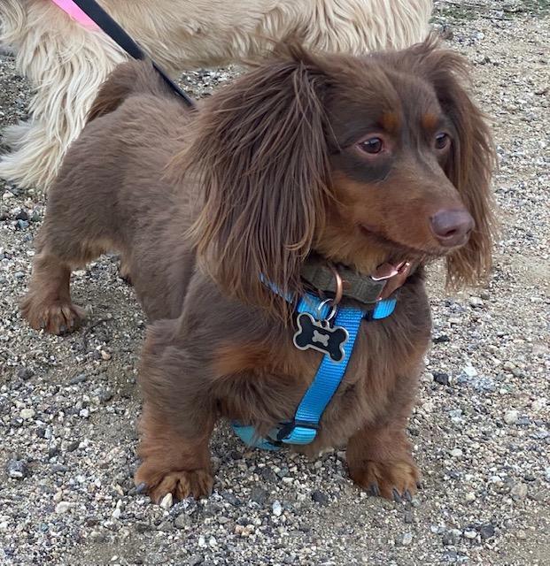Enlarge Jack  -   So Ca, a Adoptable Dachshund in Los Angeles, CA image 2/3