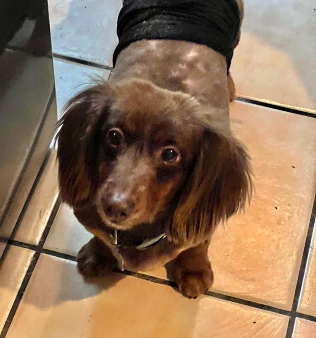 Enlarge Jack  -   So Ca, a Adoptable Dachshund in Los Angeles, CA image 3/3