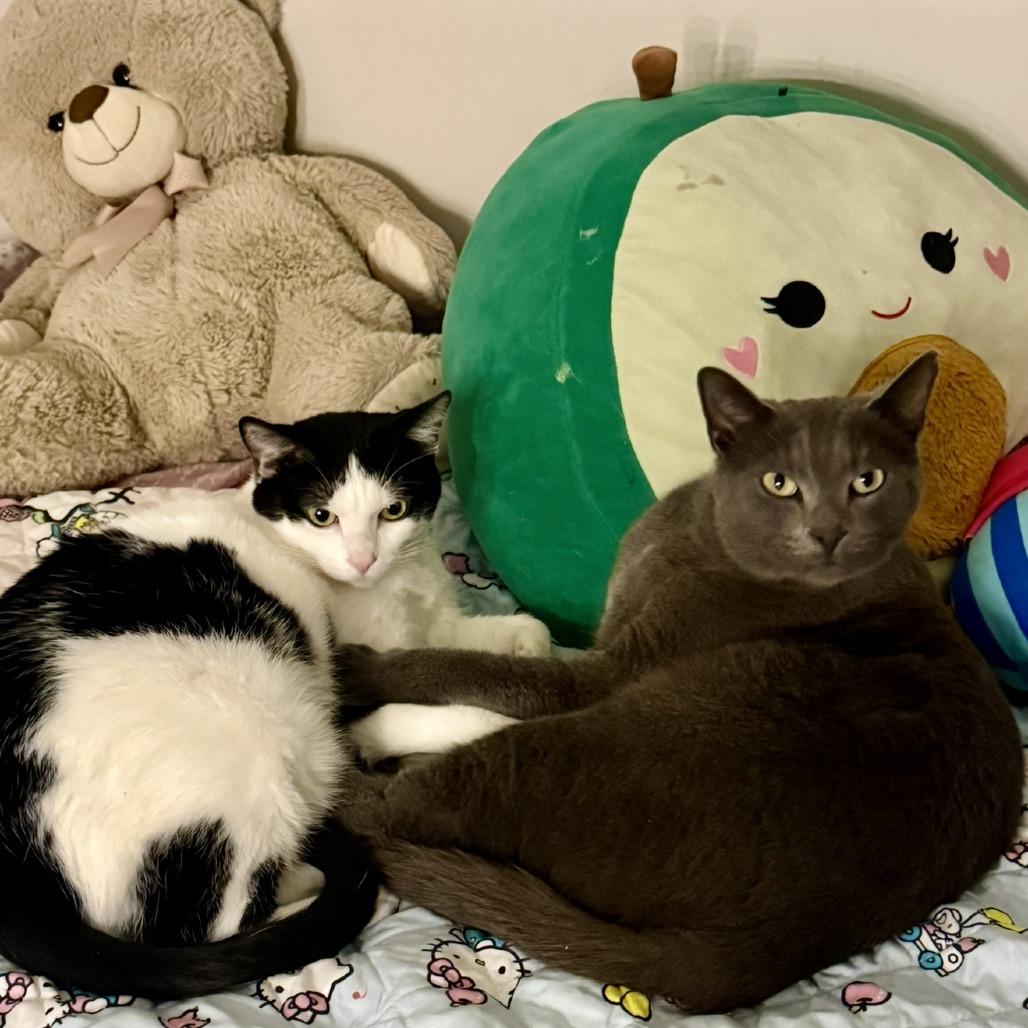 Shadow, Adoptable, Adult Male Domestic Short Hair.