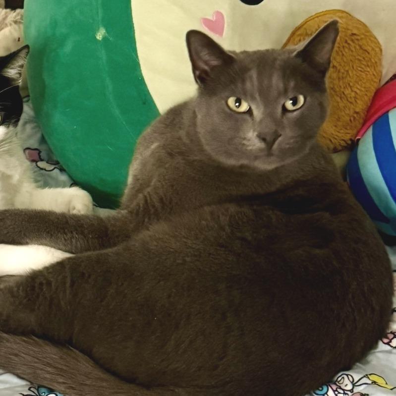 Enlarge Shadow, a Adoptable Domestic Short Hair in Nashville, TN image 2/2