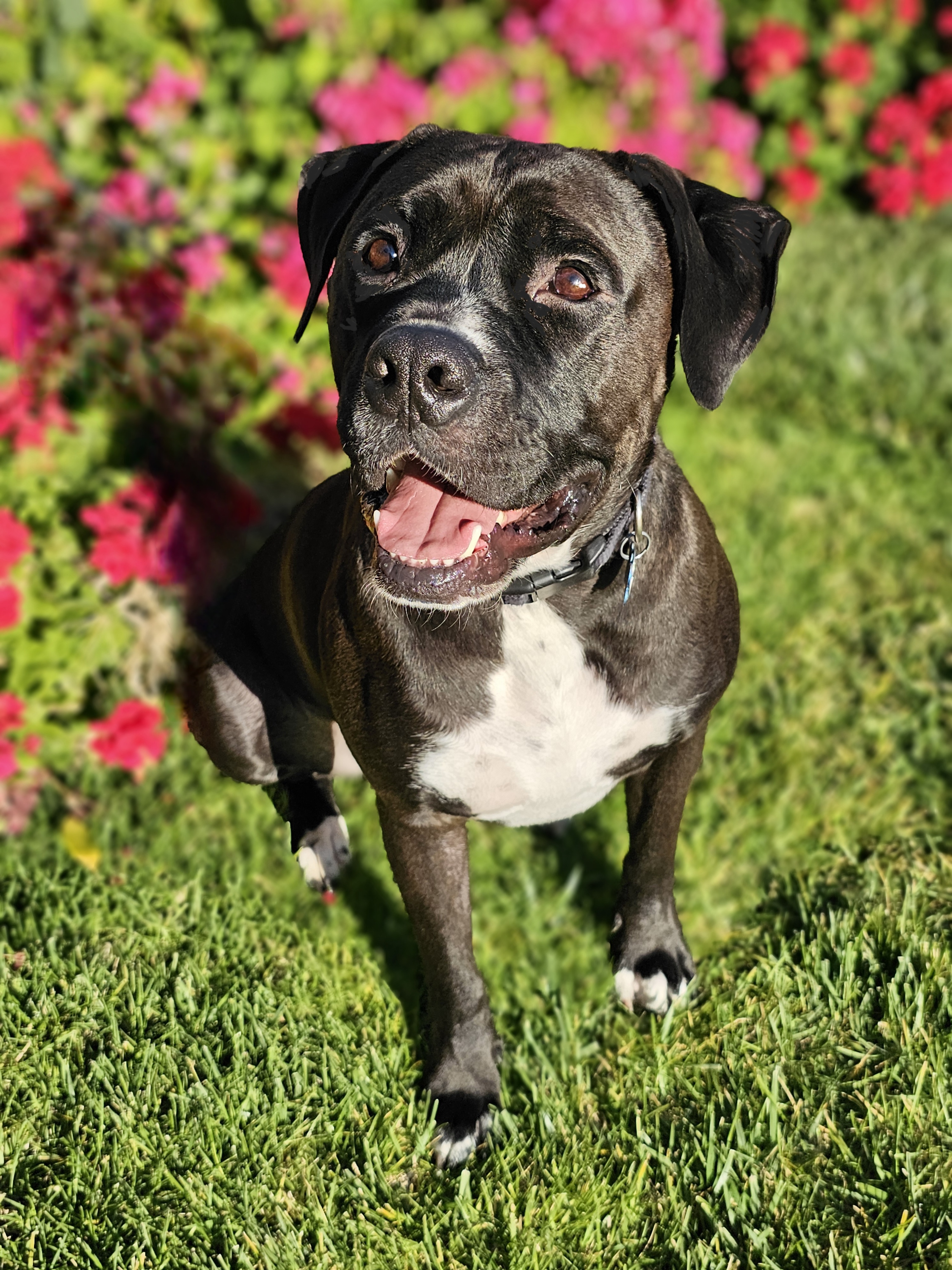 Jackey, a Adoptable mixed breed in Gilroy, CA image 6/6