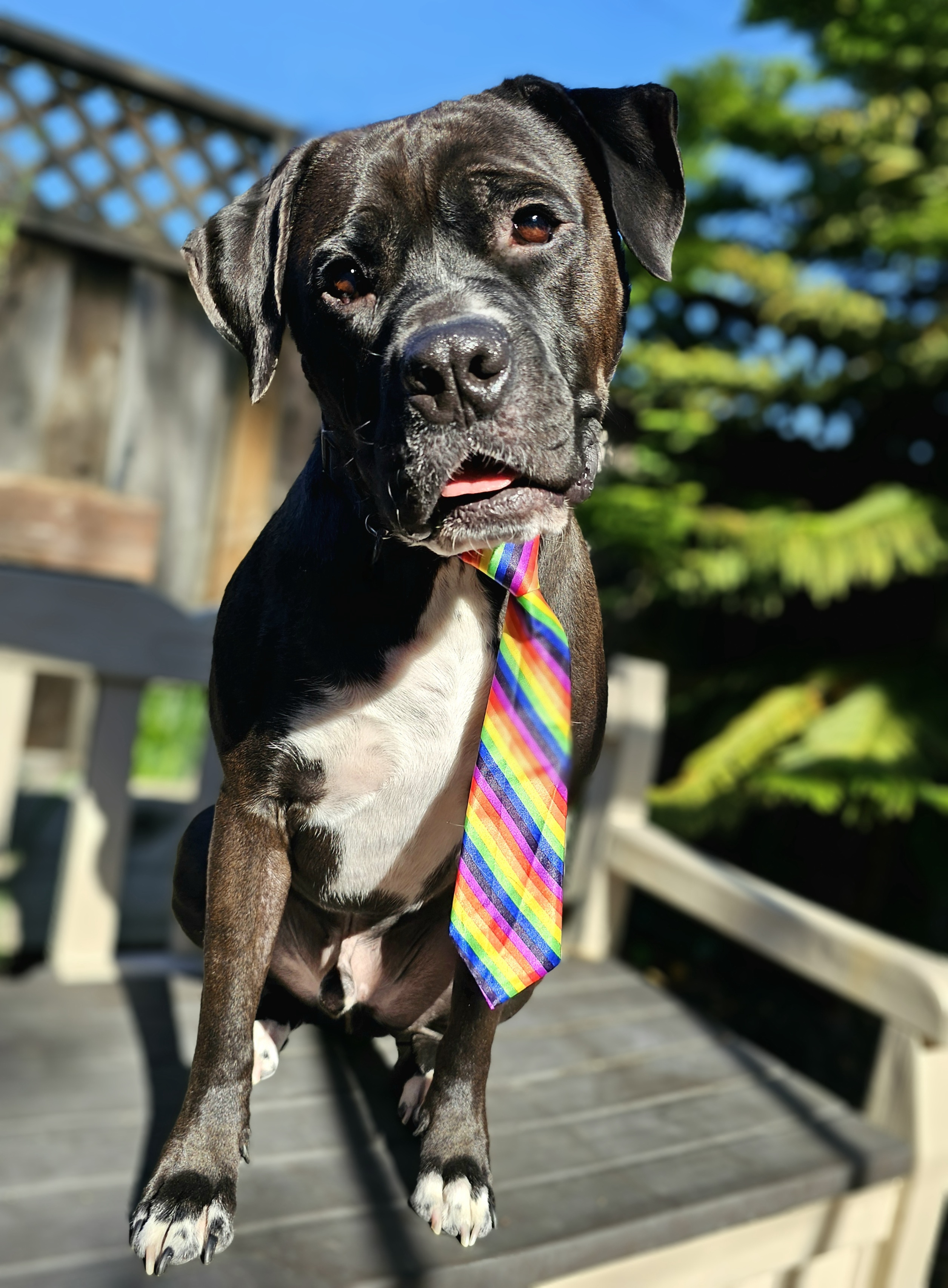 Jackey, a Adoptable mixed breed in Gilroy, CA image 3/6