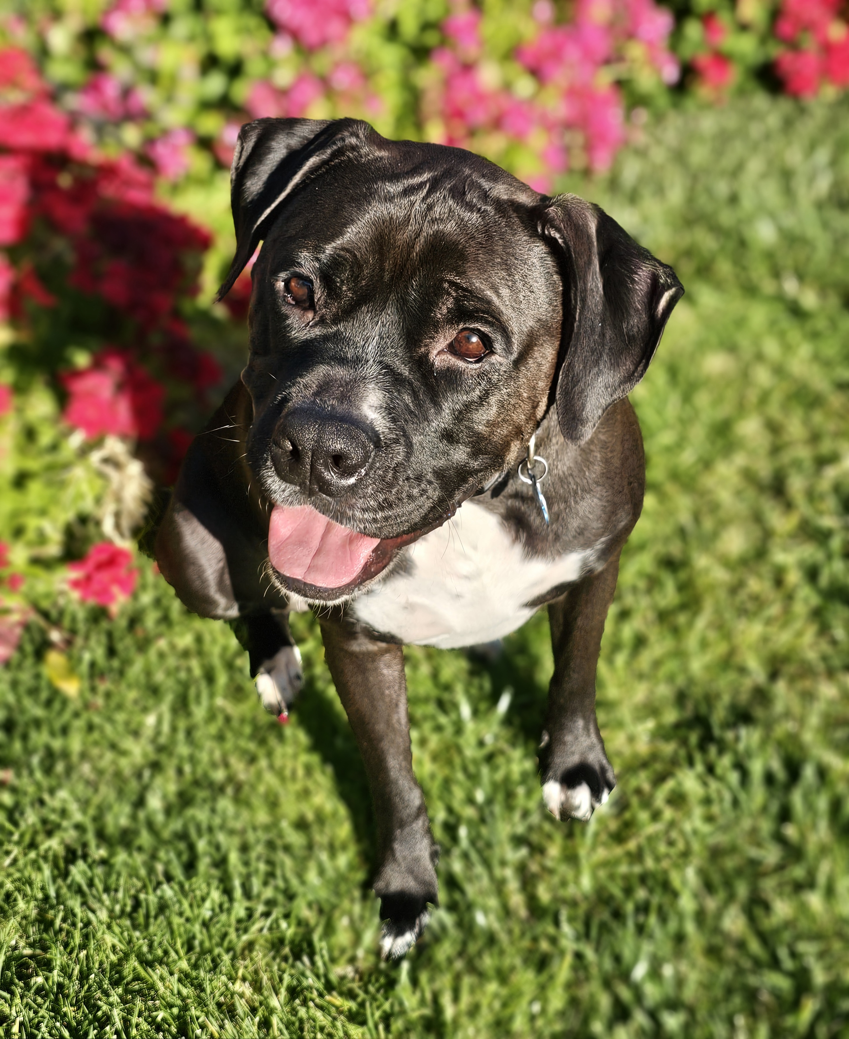 Jackey, a Adoptable mixed breed in Gilroy, CA image 1/6