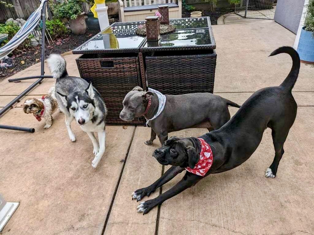 Jackey, a Adoptable mixed breed in Gilroy, CA image 5/6