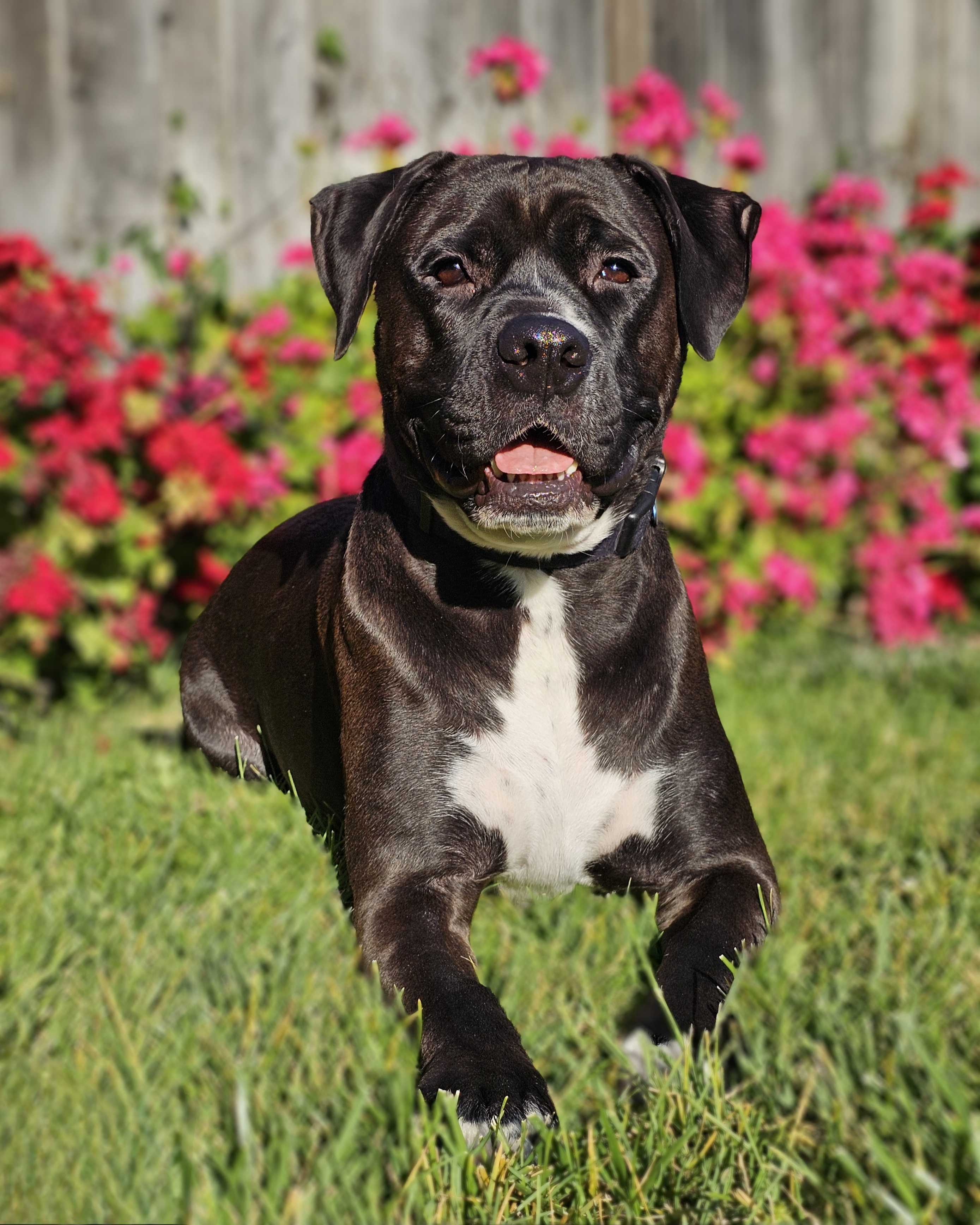 Jackey, a Adoptable mixed breed in Gilroy, CA image 4/6
