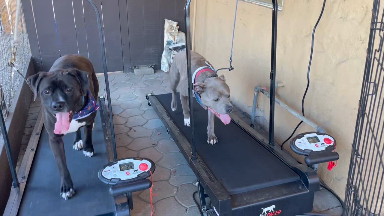 Enlarge Jackey, a Adoptable mixed breed in Gilroy, CA video 2/6