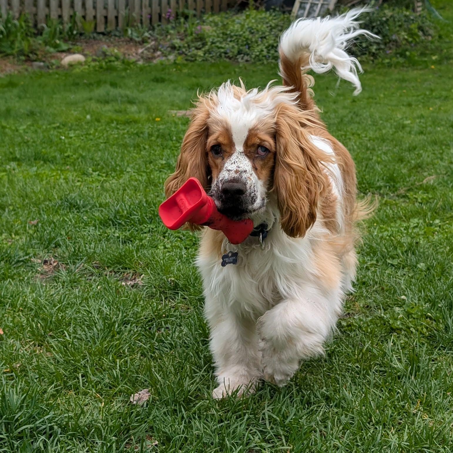 Finley Male cocker spaniel DOB Sept 2025, a Adoptable Cocker Spaniel in ST JACOBS, ON image 3/6