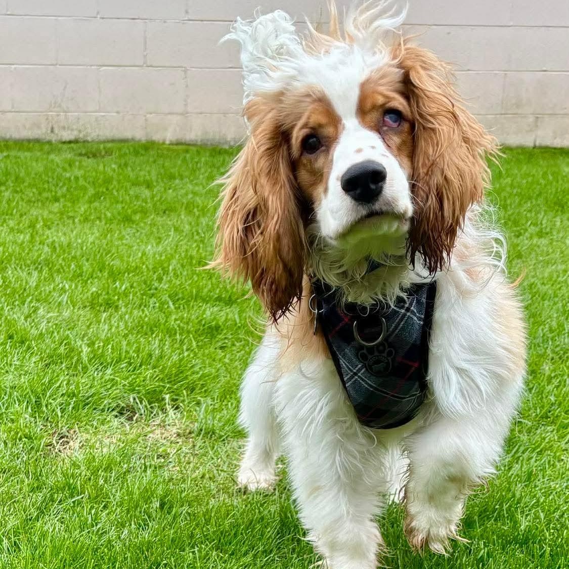 Finley Male cocker spaniel DOB Sept 2025, a Adoptable Cocker Spaniel in ST JACOBS, ON image 2/6