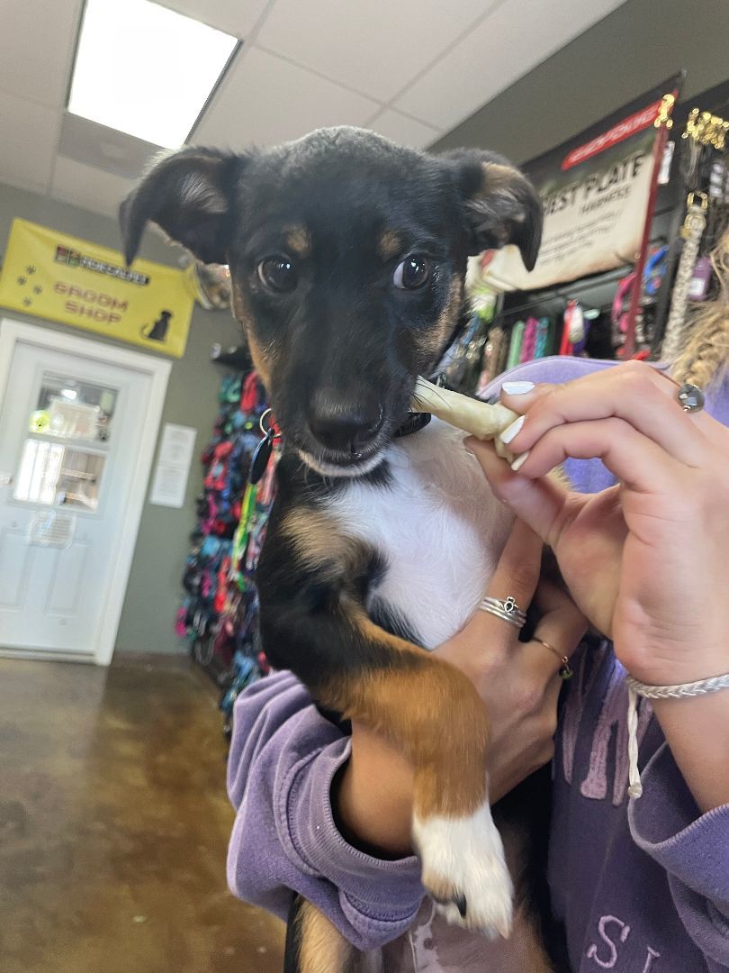 Niko, a Adopted mixed breed in Mckinleyville, CA image 1/2