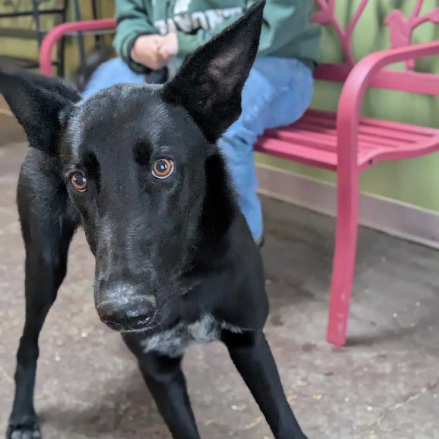 Enlarge Gravy, a Adoptable mixed breed in Williston, VT image 6/6
