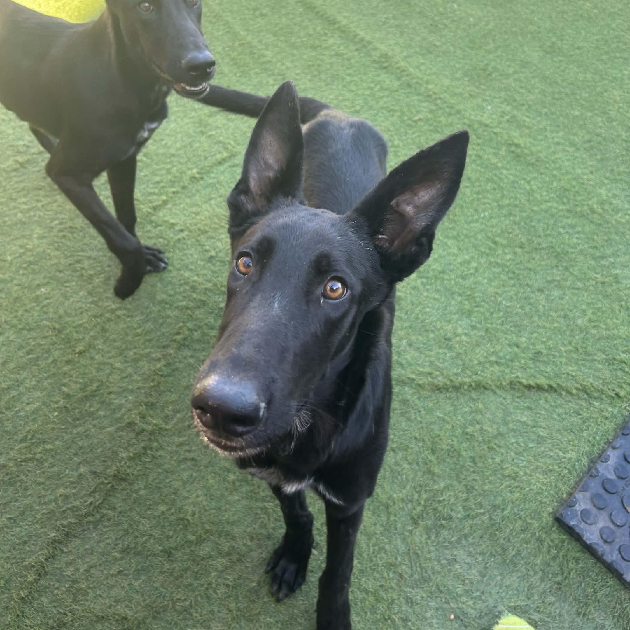 Enlarge Gravy, a Adoptable mixed breed in Williston, VT image 2/6