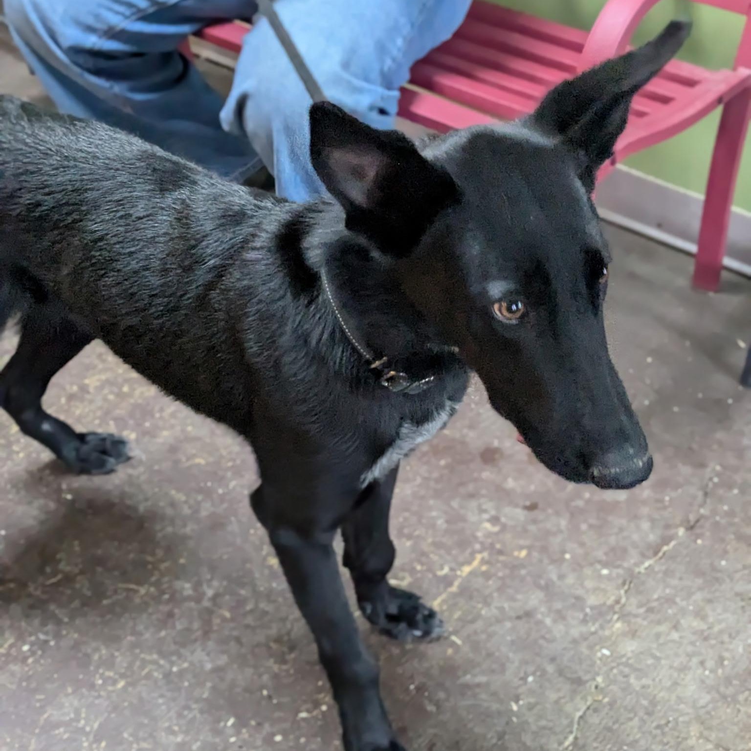 Enlarge Gravy, a Adoptable mixed breed in Williston, VT image 5/6