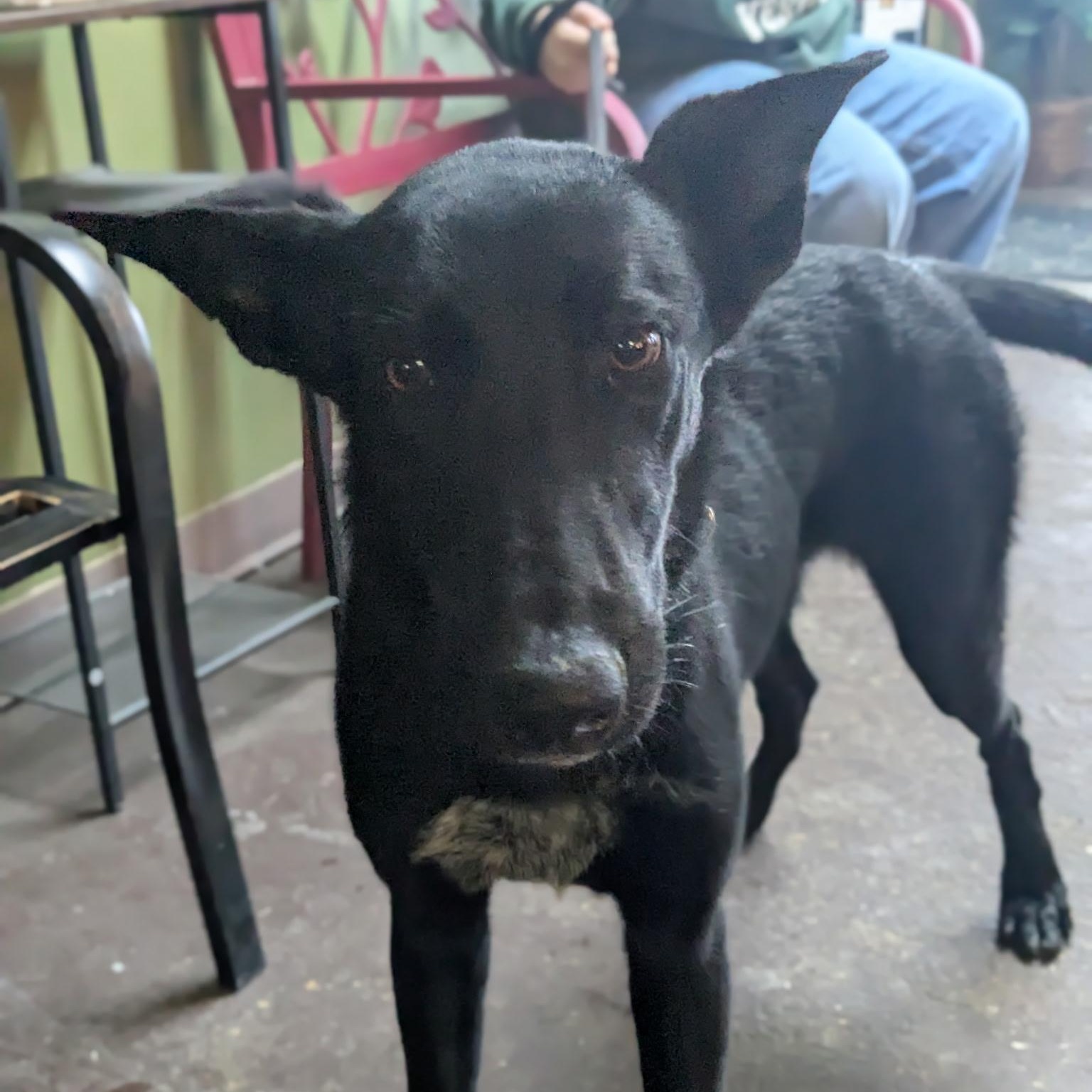 Gravy, Adoptable, Young Male German Shepherd Dog.