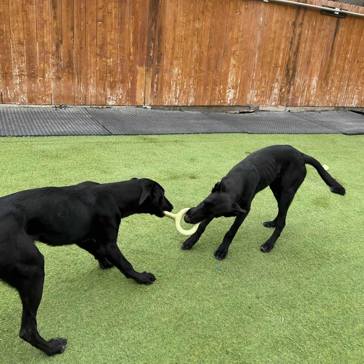 Gravy — thumbnail 5