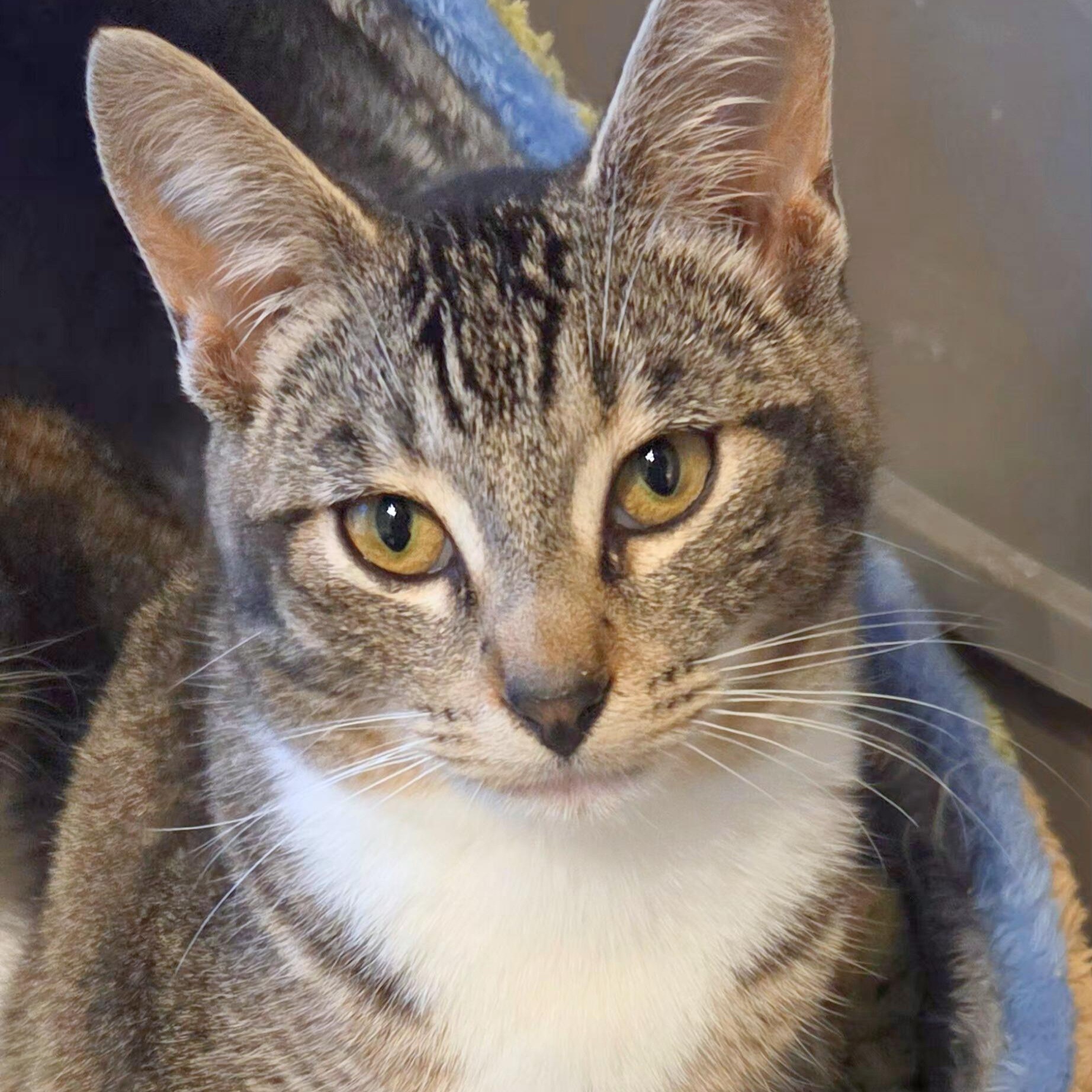 Kiki [bonded with Maya], adopted, Young Female Domestic Short Hair.