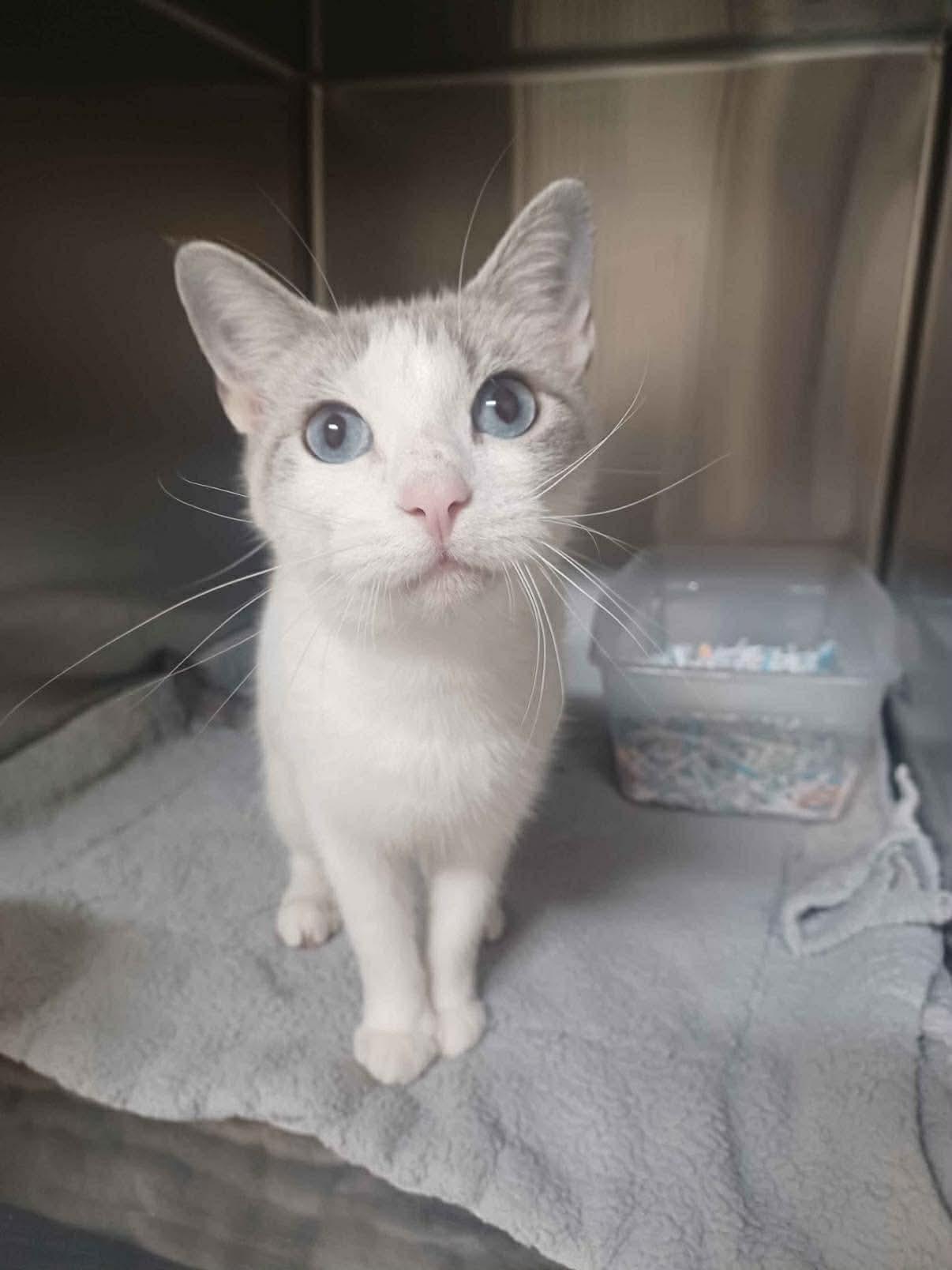 Enlarge Elady, an adopted Siamese in Tomball, TX image 1/1