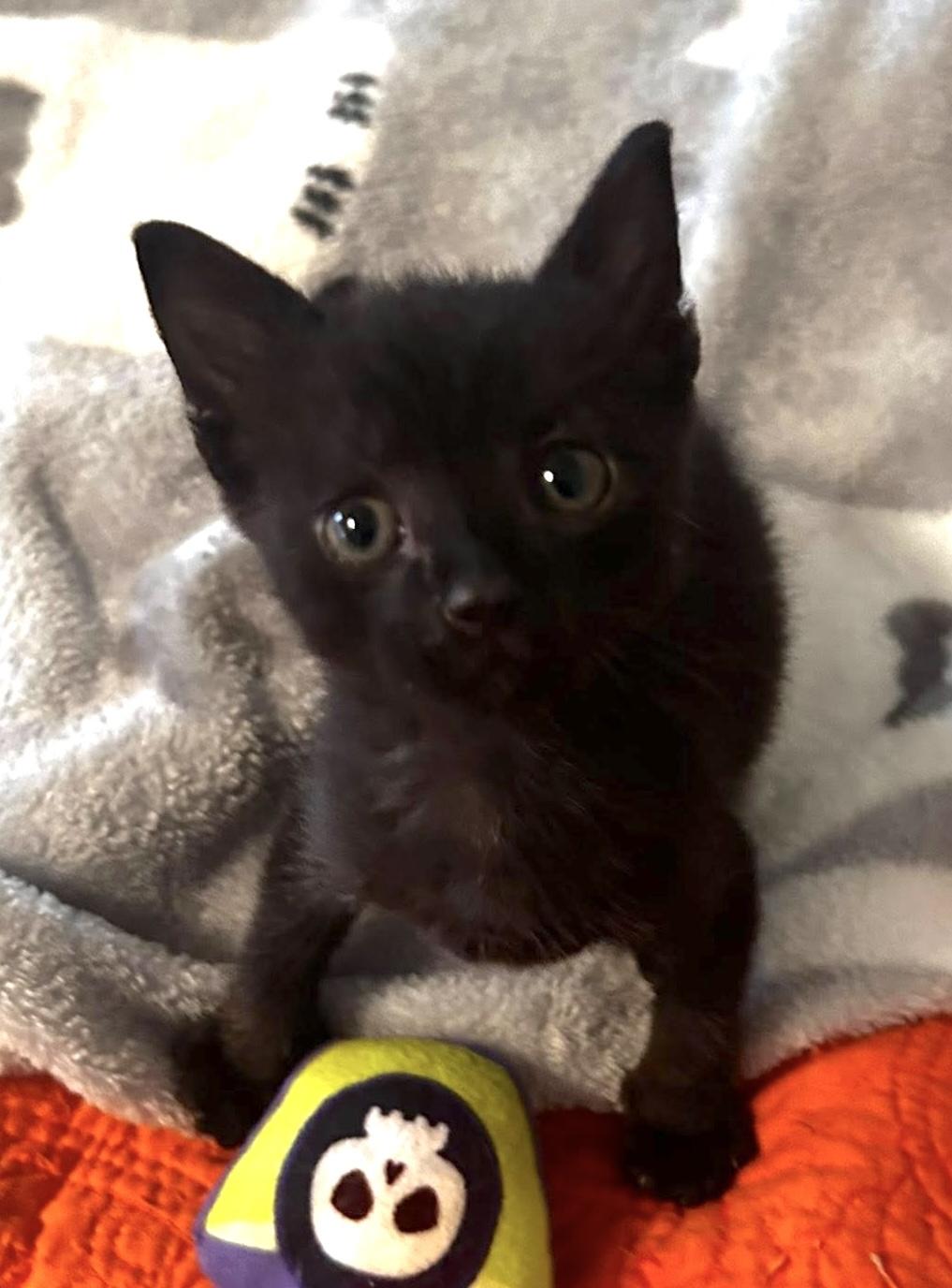 Pedro, adopted, Kitten Male Domestic Short Hair.