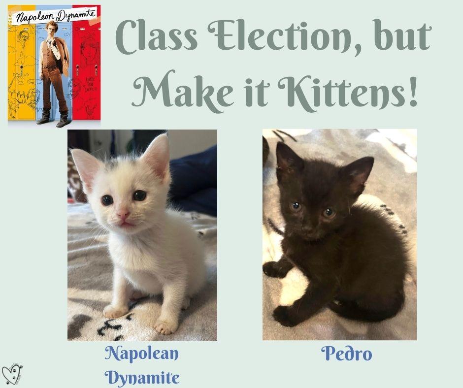 Enlarge Pedro, an adopted Domestic Short Hair in Trophy Club, TX image 3/3