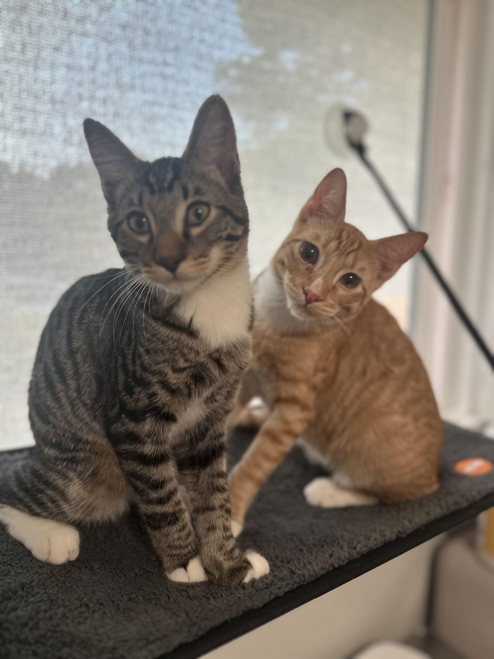 Enlarge Paul, a Adoptable Domestic Short Hair in Davis, CA image 1/3