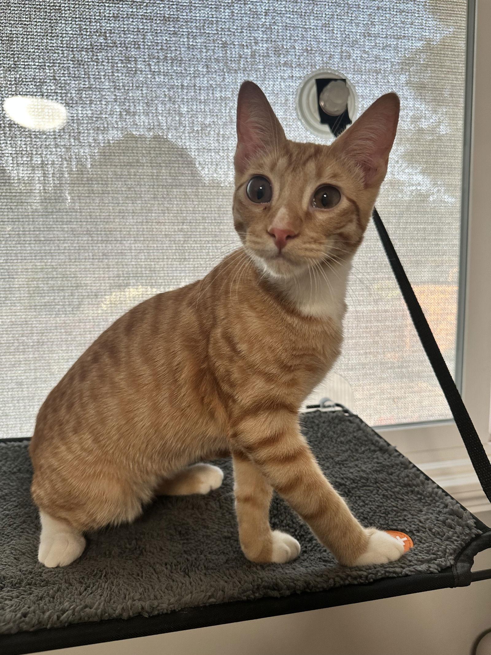 Enlarge Paul, a Adoptable Domestic Short Hair in Davis, CA image 3/3