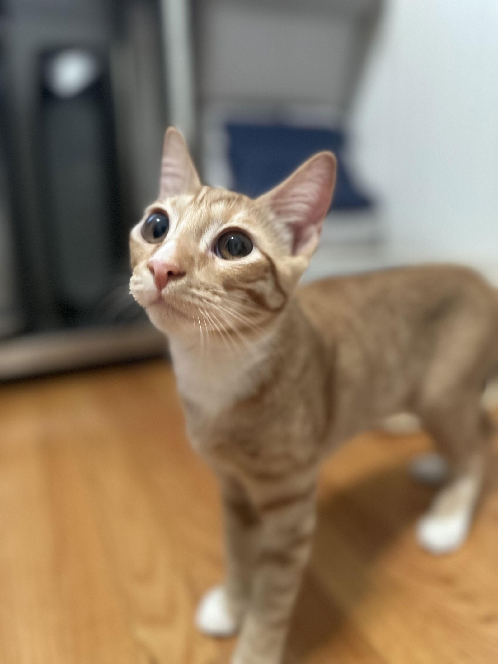 Paul, a Adoptable Domestic Short Hair in Davis, CA image 1/3