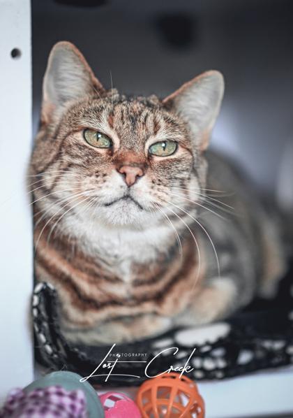 Enlarge Shirley, a Adoptable mixed breed in Kalispell, MT image 1/3