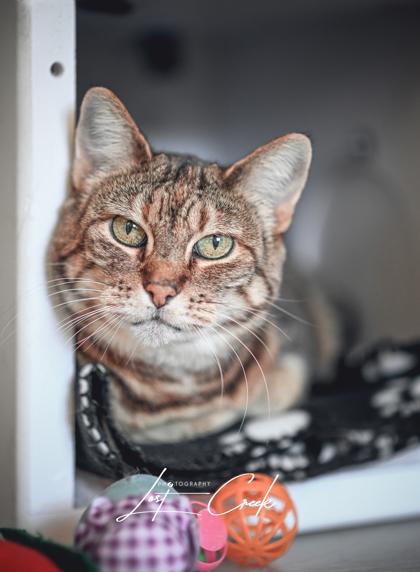 Enlarge Shirley, a Adoptable mixed breed in Kalispell, MT image 2/3