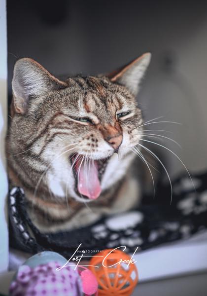 Enlarge Shirley, a Adoptable mixed breed in Kalispell, MT image 3/3